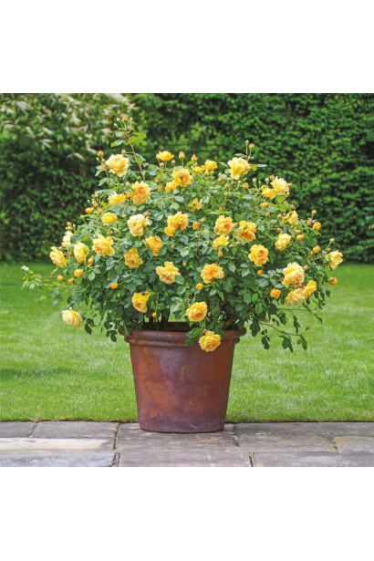 Троянда англійська Голден Селебрейшн жовта